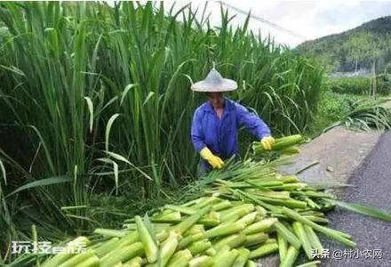 茭白在农村叫什么名字(茭白的特点以及高产的栽培技术)-图片1